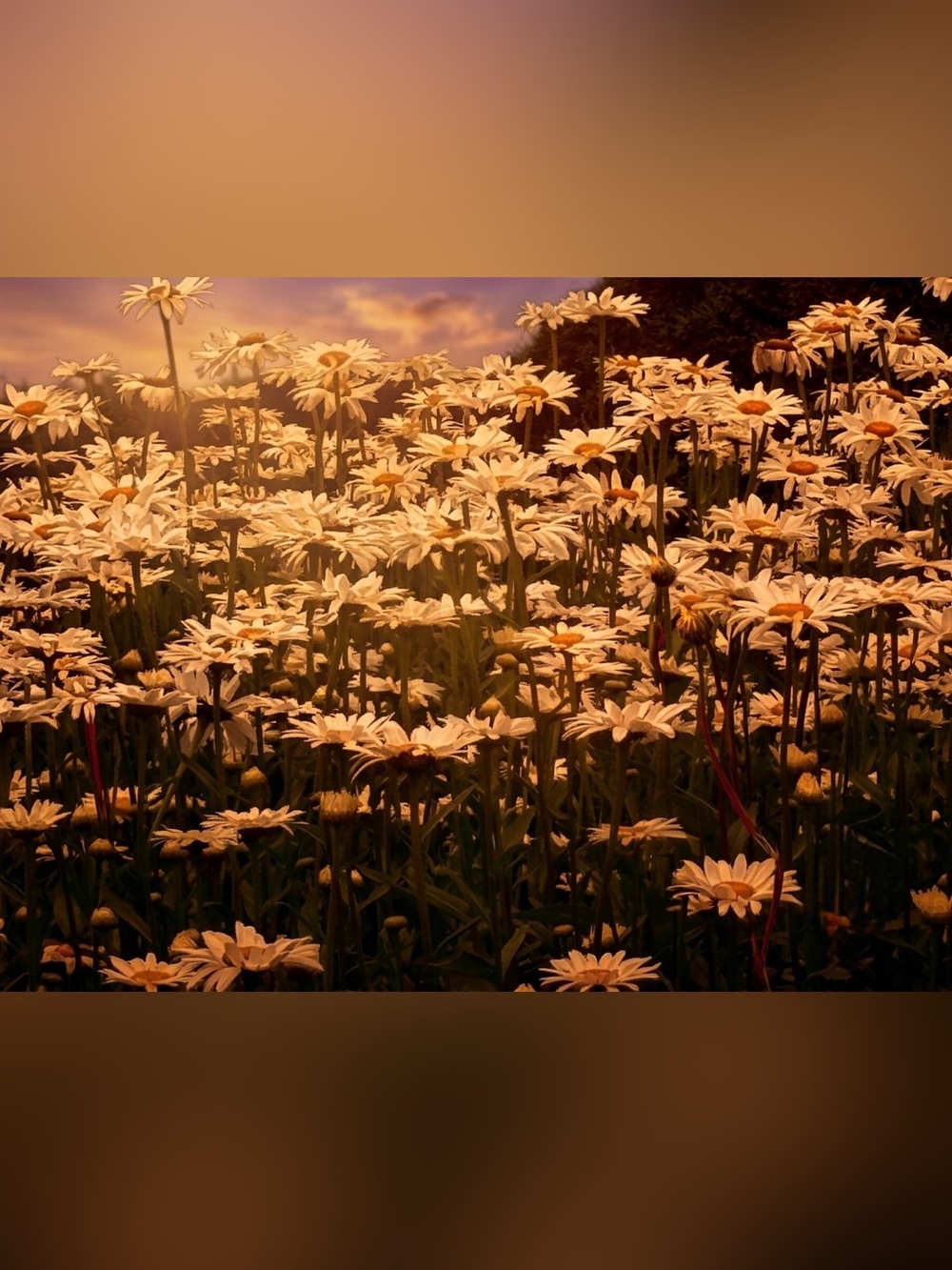 Sunlit White Daisy Field Photography Print